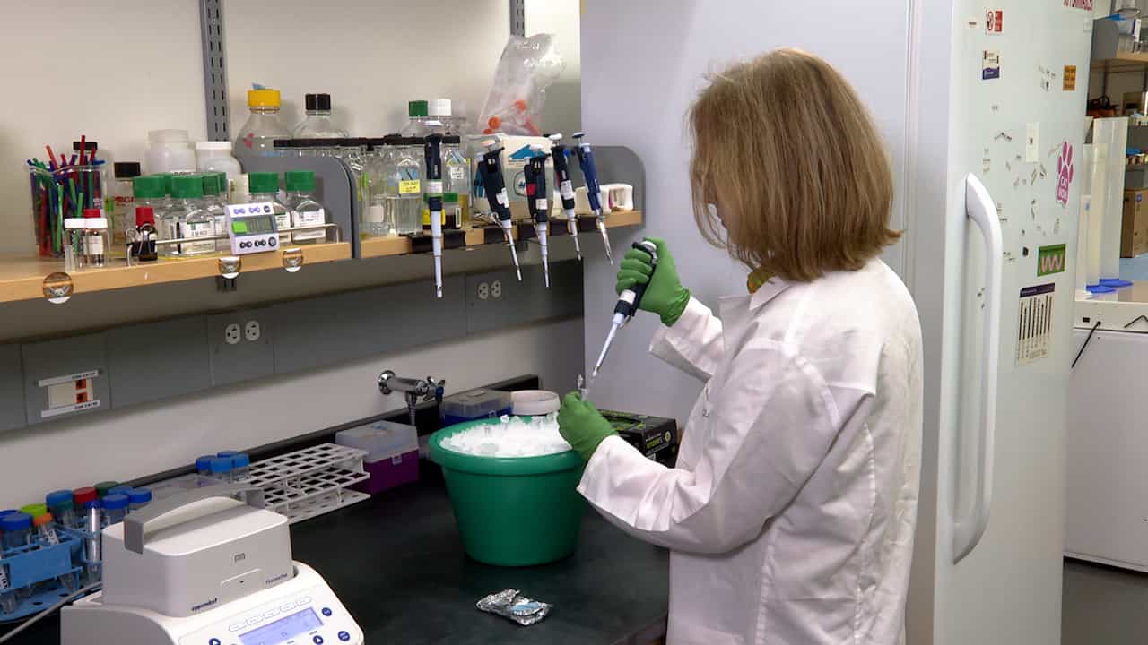Optimized Analysis of Proteins from Xenopus Oocytes and Embryos by Immunoblotting