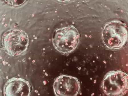 Shrinky-Dink Hanging Drops: A Simple Way to Form and Culture Embryoid Bodies
