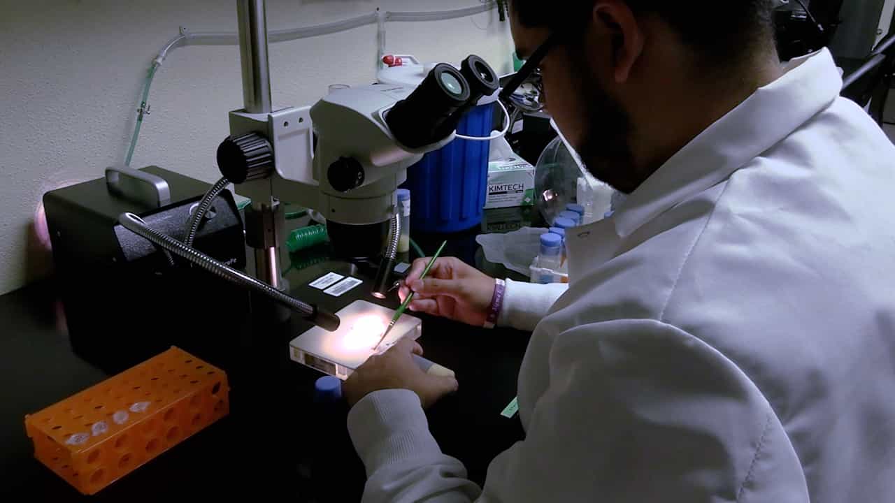 FLEX: Flight Exercise Training Protocol for the Fruit Fly Drosophila