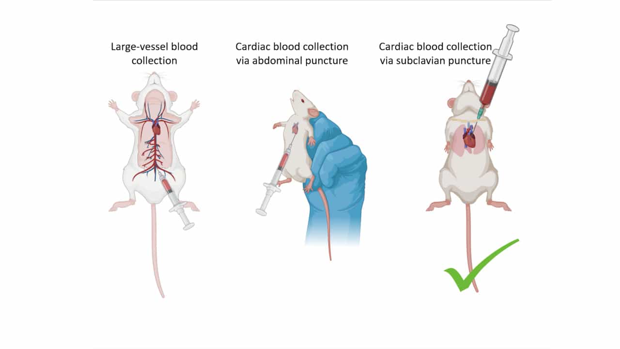 Cardiac Blood Collection via Subclavian Puncture in Mice