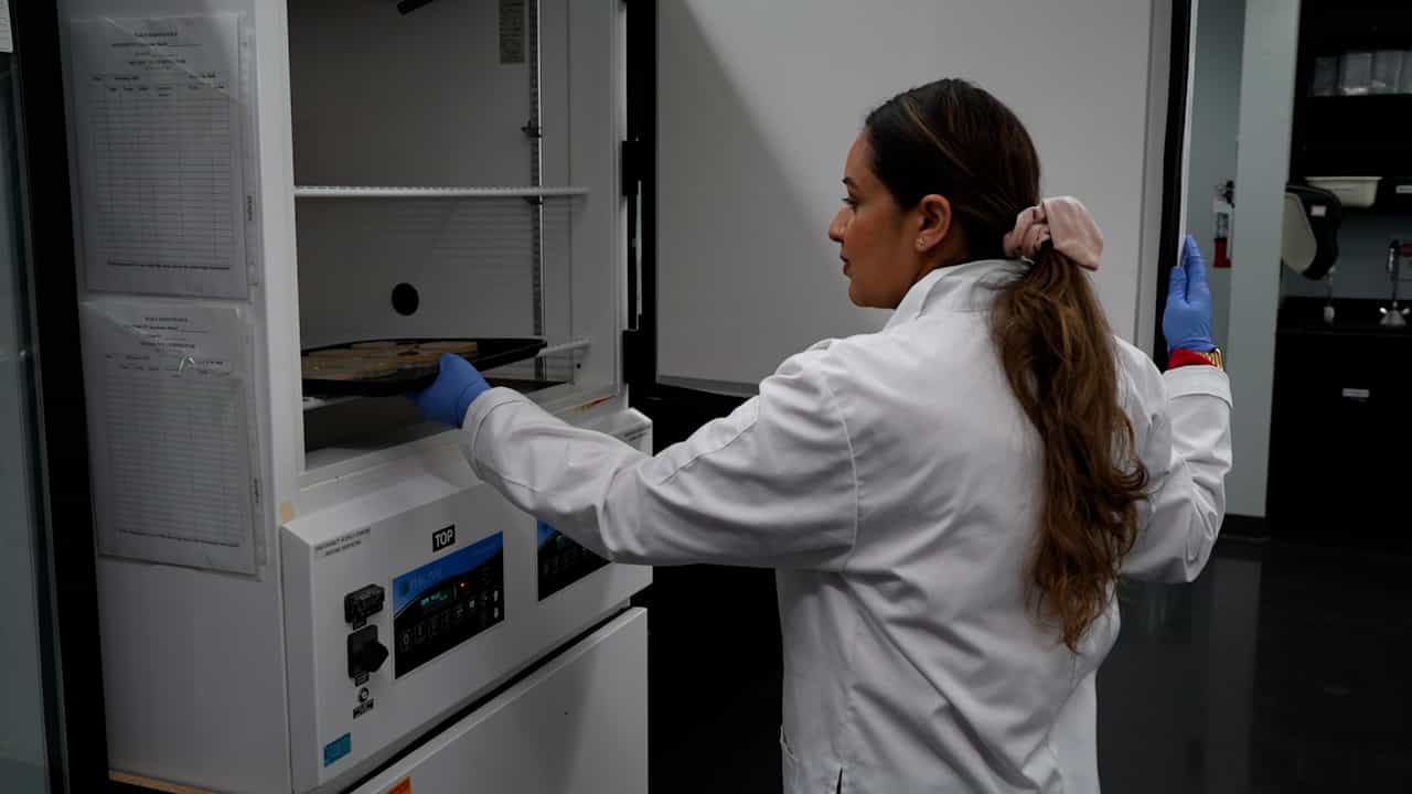 Investigation of a Blue Light LED Device to Suppress Wound Pathogens Using a Collagen-Based Synthetic Skin Model