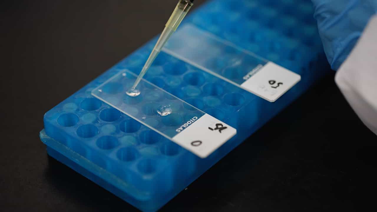 Detection of Global DNA Methylation in the Hearts of Zebrafish Larvae