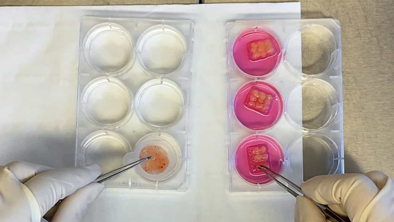 Ex vivo Culture of Human Placental Explants for the Study of Viral Transmission Across the Maternal-Fetal Interface