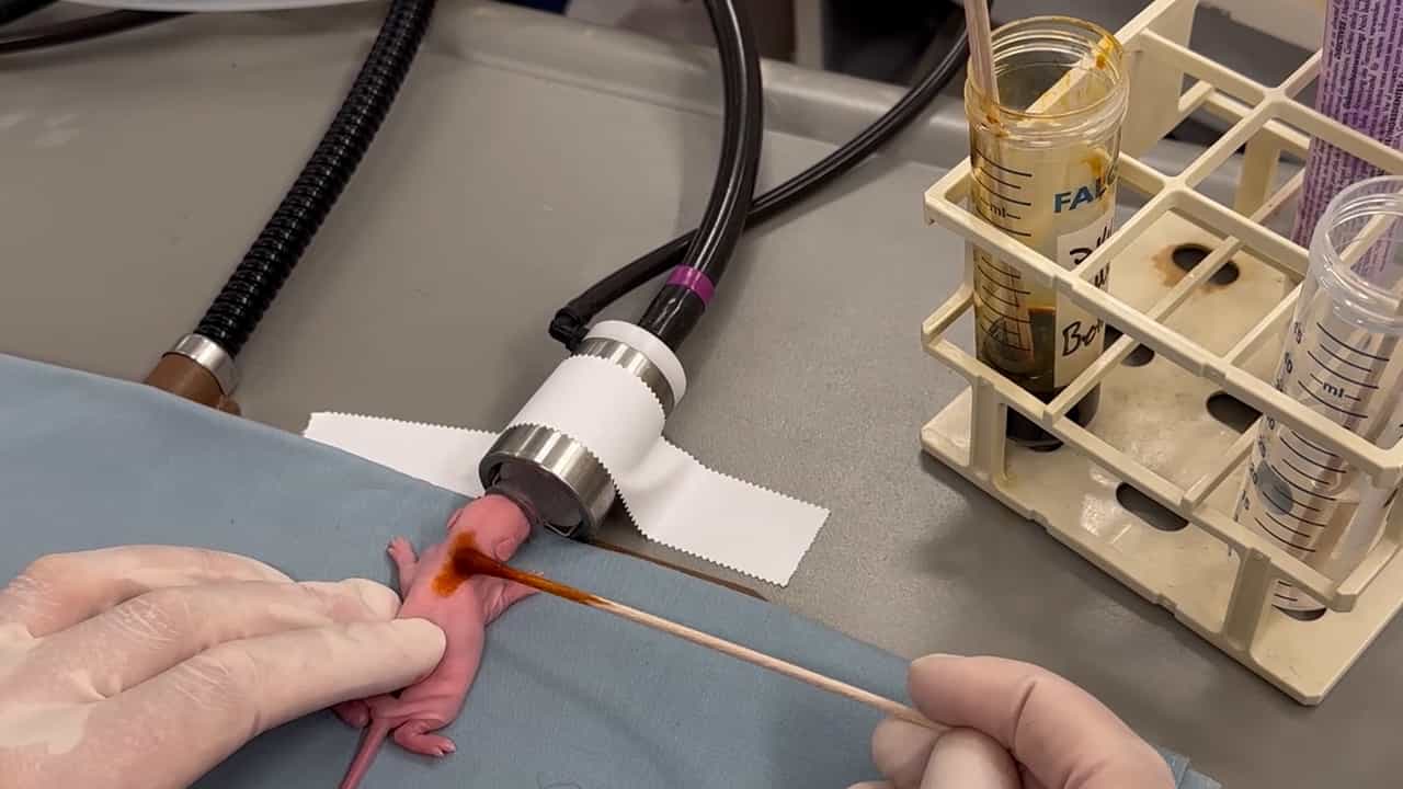 Development of a Neonatal Rat Model for Brachial Plexus Birth Injury
