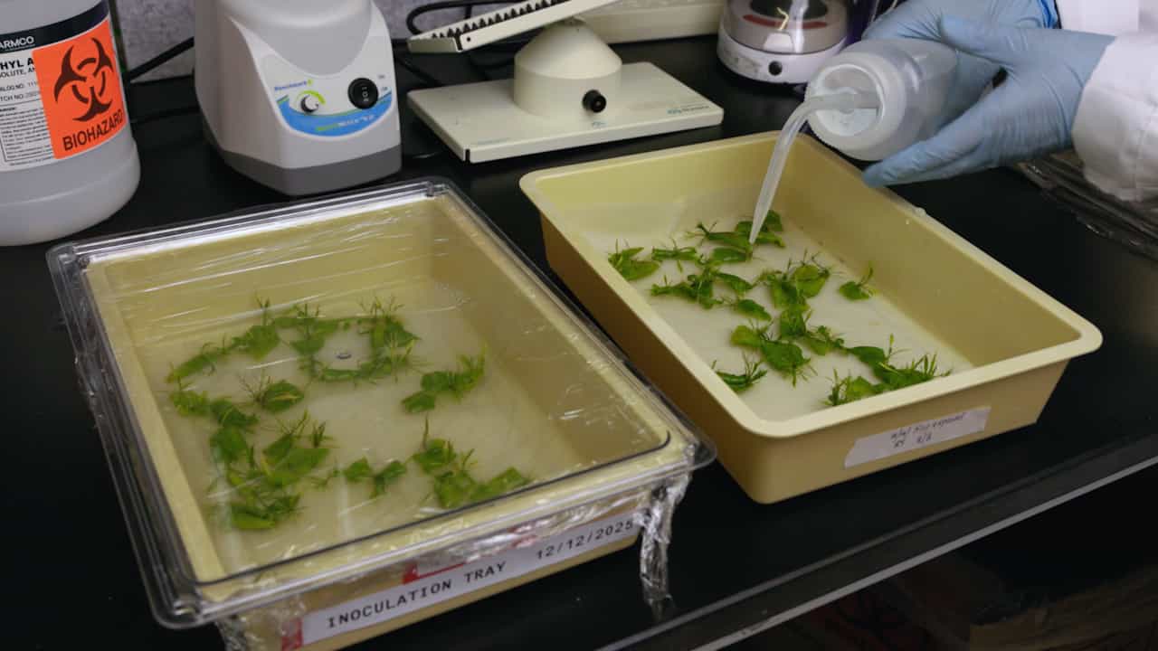Efficient Regeneration-based Agrobacterium-Mediated Transformation of an Asexual Amphibious Brassicaceae Species, Rorippa aquatica