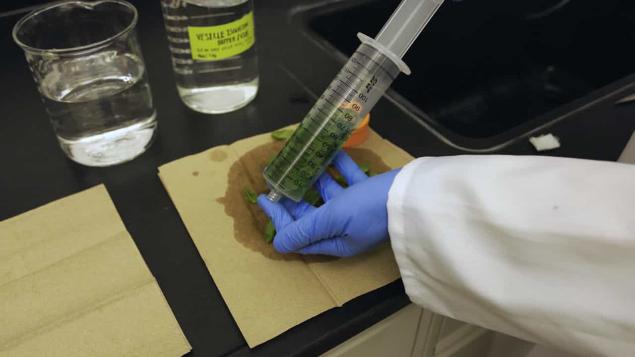 Isolation and Purification of Plant Extracellular Vesicles from Arabidopsis Leaves Using an Optimized Apoplastic Wash Collection Method
