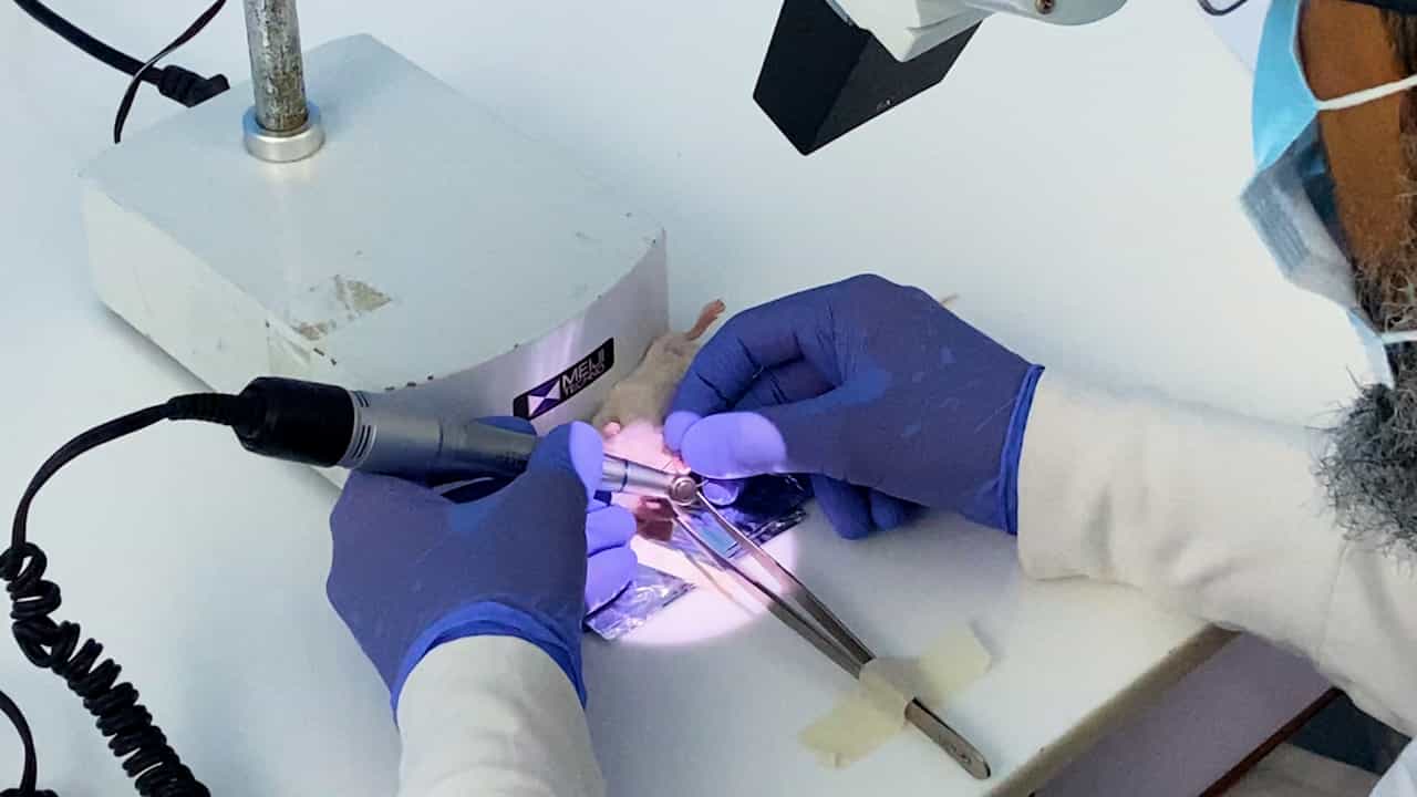 An Animal Model of Pulpitis Based on an Outbred Mice Strain and Its Histological Analysis