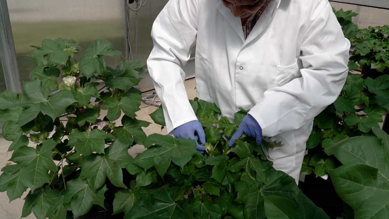 Visualization of Leaf and Bracteal Nectaries of Cotton using Digital Microscopy to Improve Scoring Accuracy and Data Preservation