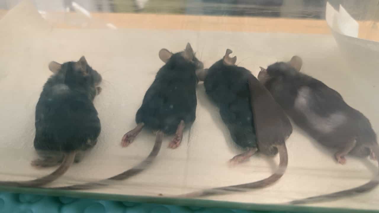 Multianimal Magnetic Resonance Imaging for Tumor Measurements in Pancreatic Cancer Mouse Models