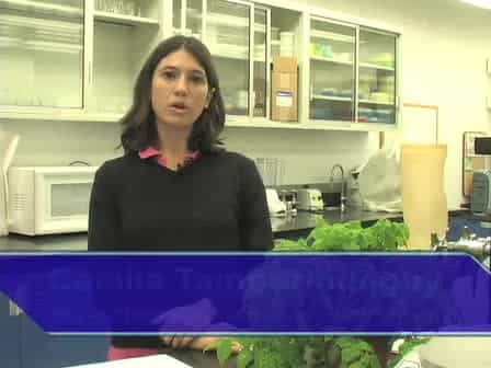 Testing the Physiological Barriers to Viral Transmission in Aphids Using Microinjection