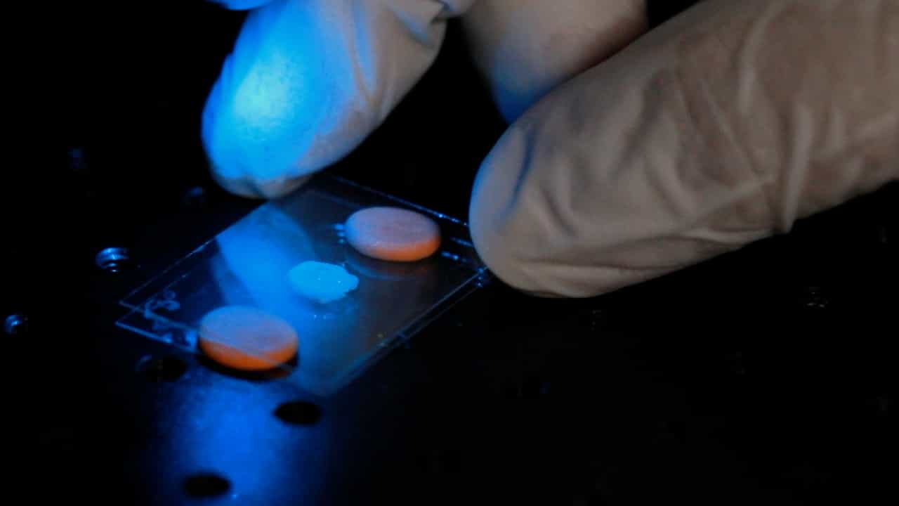 Functional Assessment of Mouse Gingival Epithelial Barrier Using Fluorescent Tracers