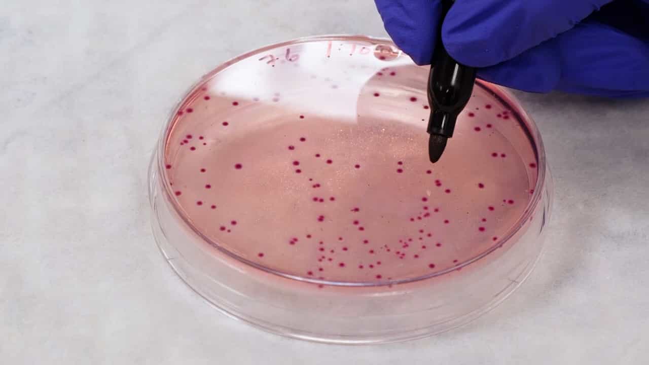 Colonization with Murine pks+ Escherichia coli under Non-Inflammatory Conditions