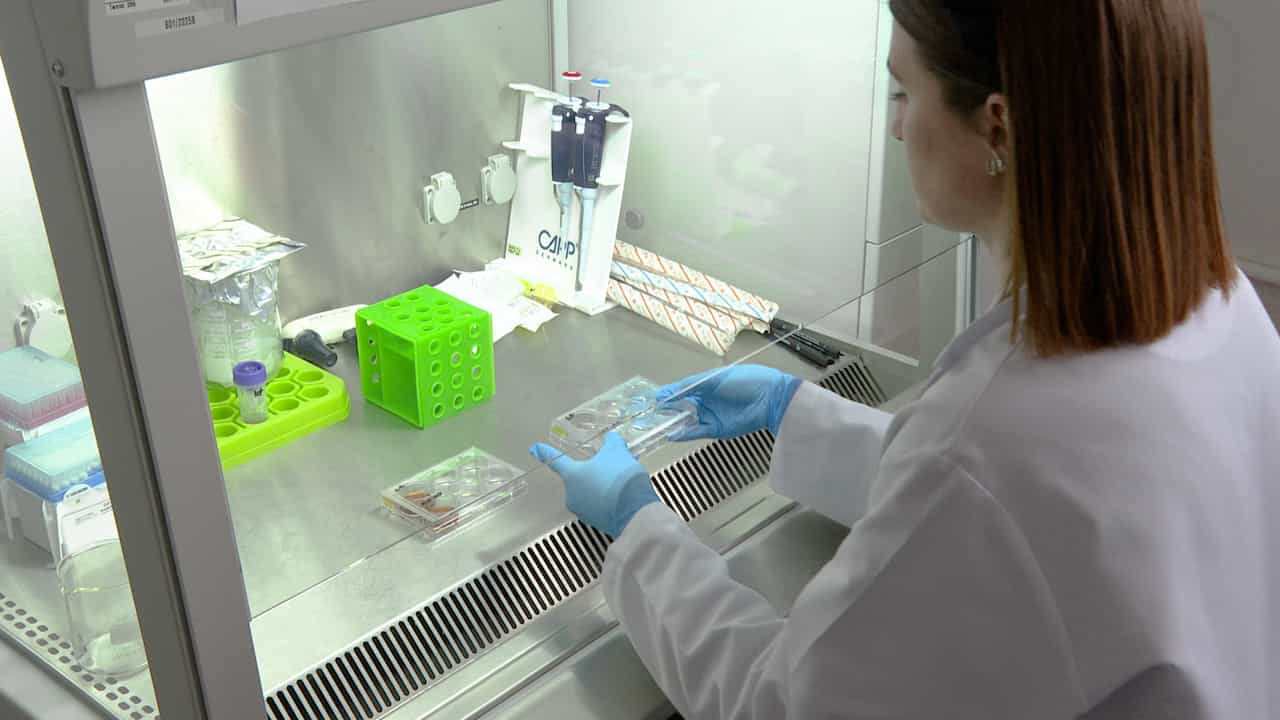 Isolation of Skeletal Muscle Satellite Cells for In Vitro Myogenesis Studies
