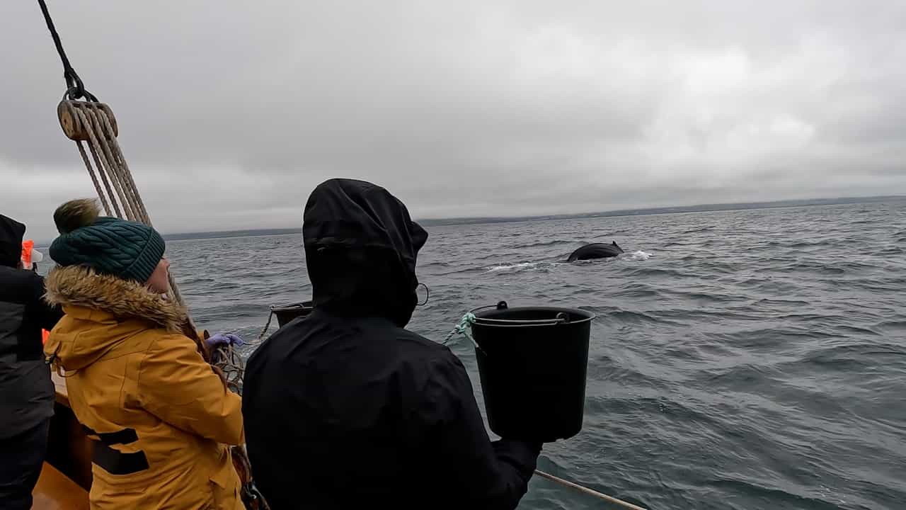 Environmental DNA Sampling from Whale-Watching Vessels for Cetacean Monitoring