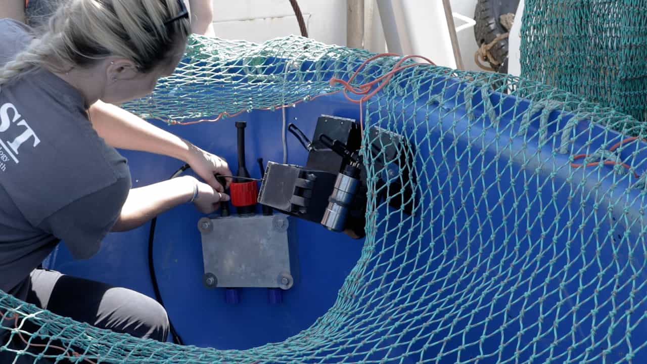 Optical Trawl Surveys of Groundfish: A Video Trawl Survey of Western Gulf of Maine Atlantic Cod (Gadus morhua)