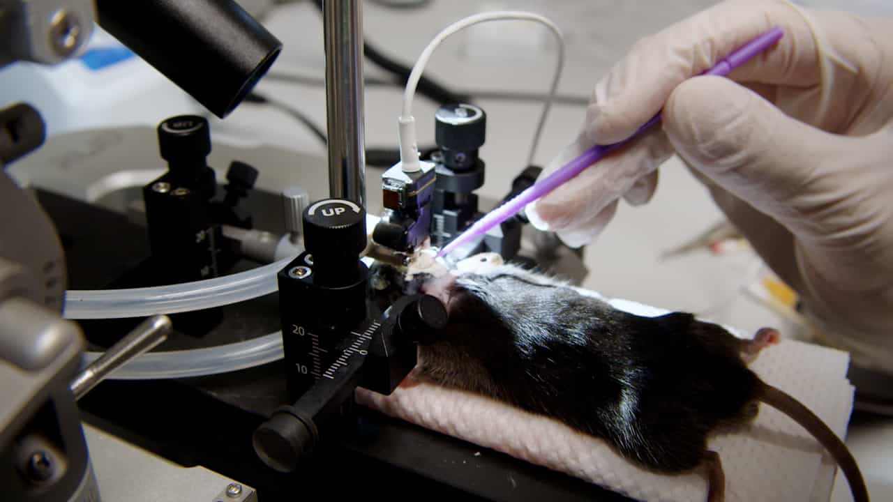 In Vivo Calcium Imaging with a Miniaturized Microscope in the Hypothalamus for Understanding Social Behaviors in Mice