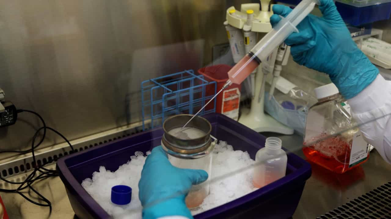 Pancreatic Islet Isolation and Purification from Lewis Rats Using Enzymatic Digestion and Density-Gradient Separation