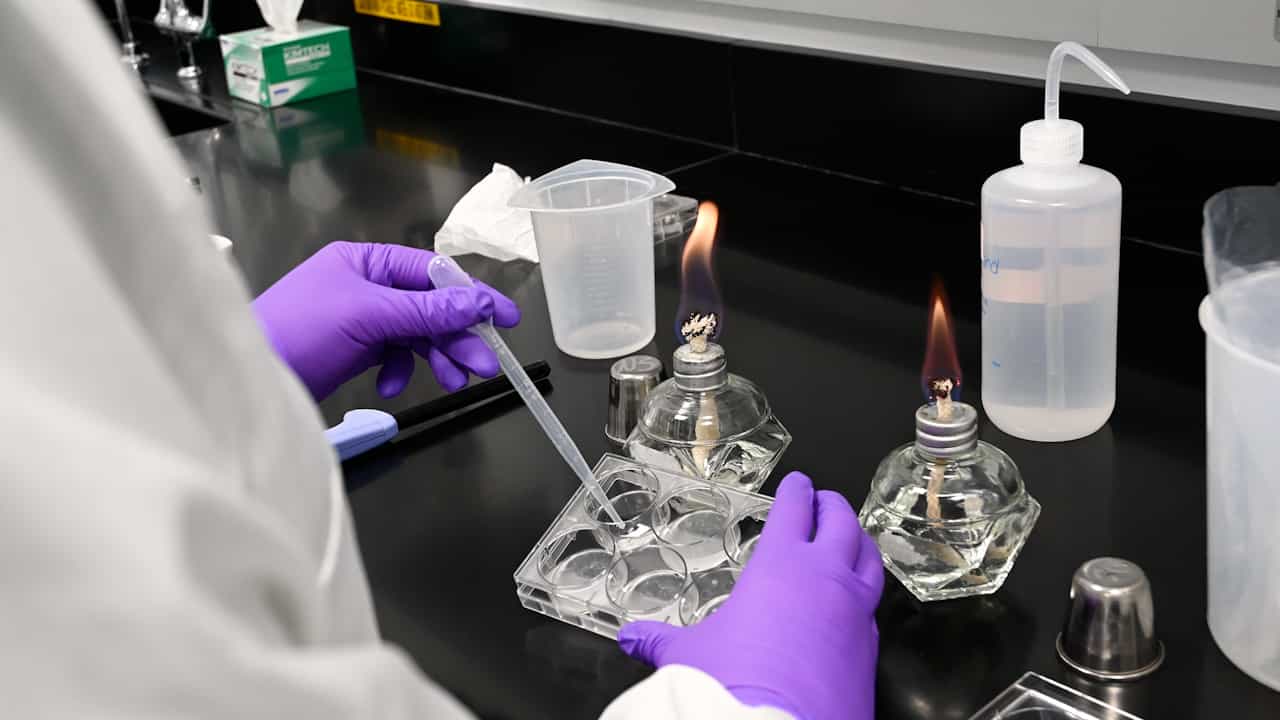 An Optimized Protocol for Candida albicans Infection in Schmidtea mediterranea to Study Fungal Pathogenesis and Host Defense