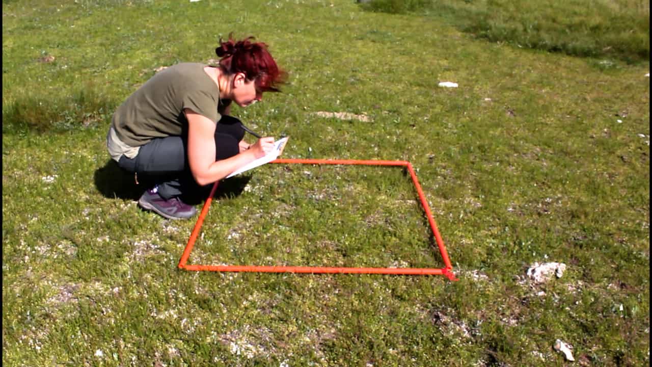 Semi-Automated Method for Mapping and Classifying Boreal Coastal Wetland Plant Communities using Drone and Ground Data