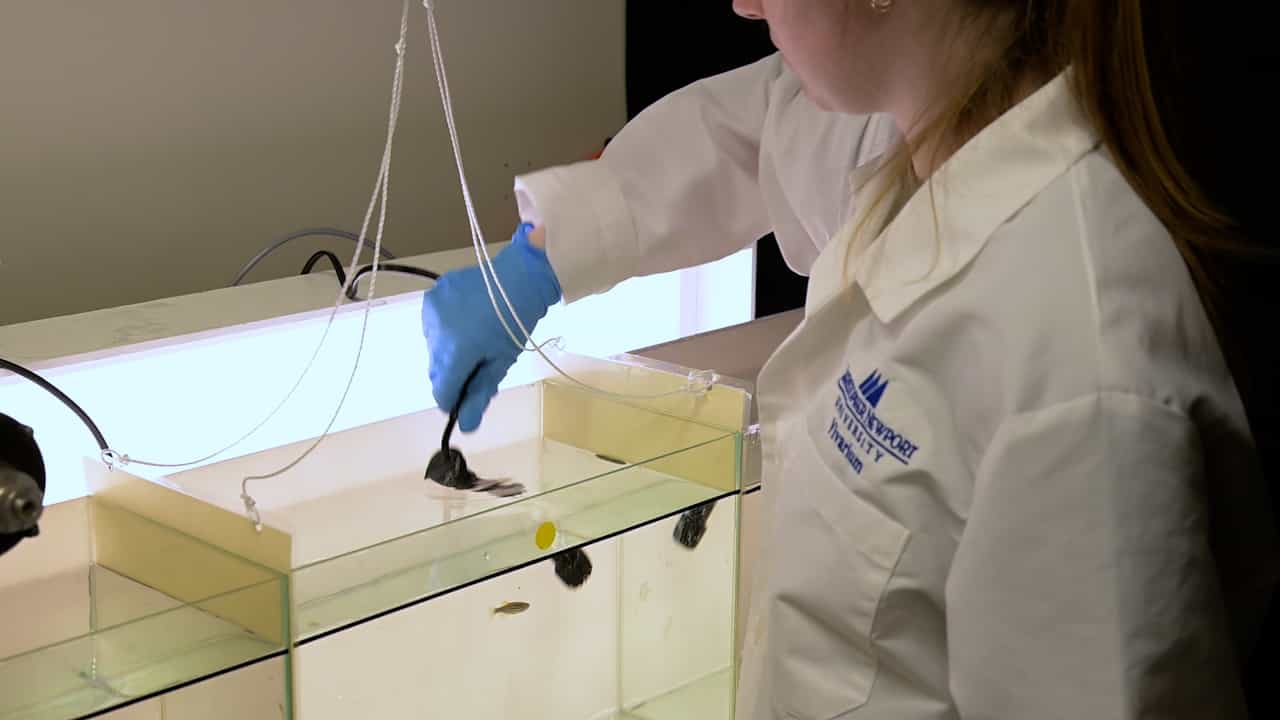 Low-Cost Alternative for Examining Social Preference in Zebrafish (Danio rerio) Using the 3-Chamber Open-Tank Free-Swim Task