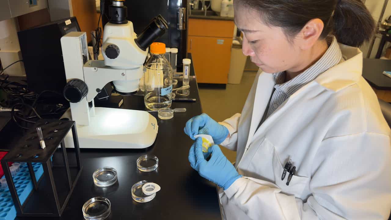 Isolating Single Cells from Xenopus Early Embryos and Sorting Them by Size