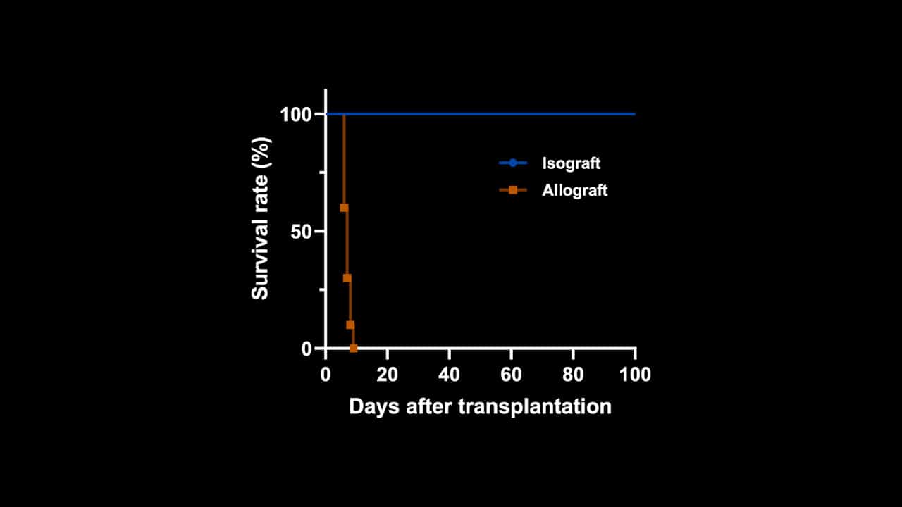 Cervical Heterotopic Mouse Heart Transplantation using End-to-side Anastomosis Technique to Study Transplant Immunology