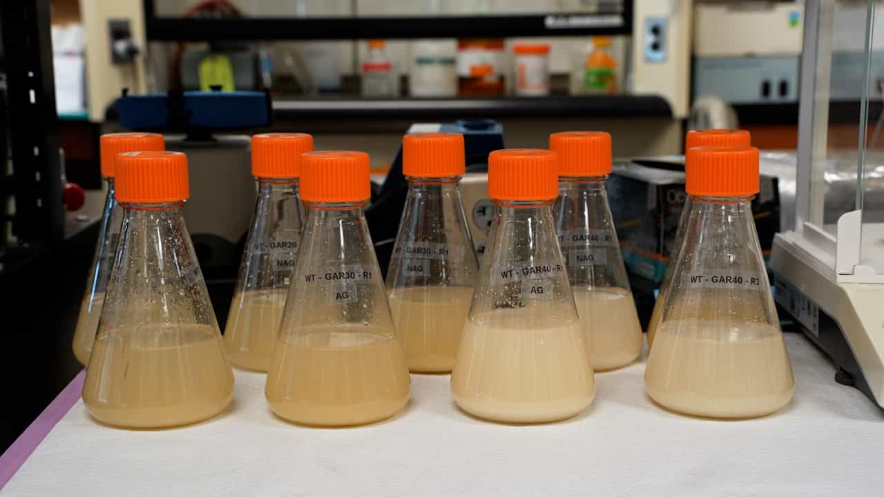 A Method for Adapting Euglena gracilis to Cassava-Based Substrates for Heterotrophic Cultivation