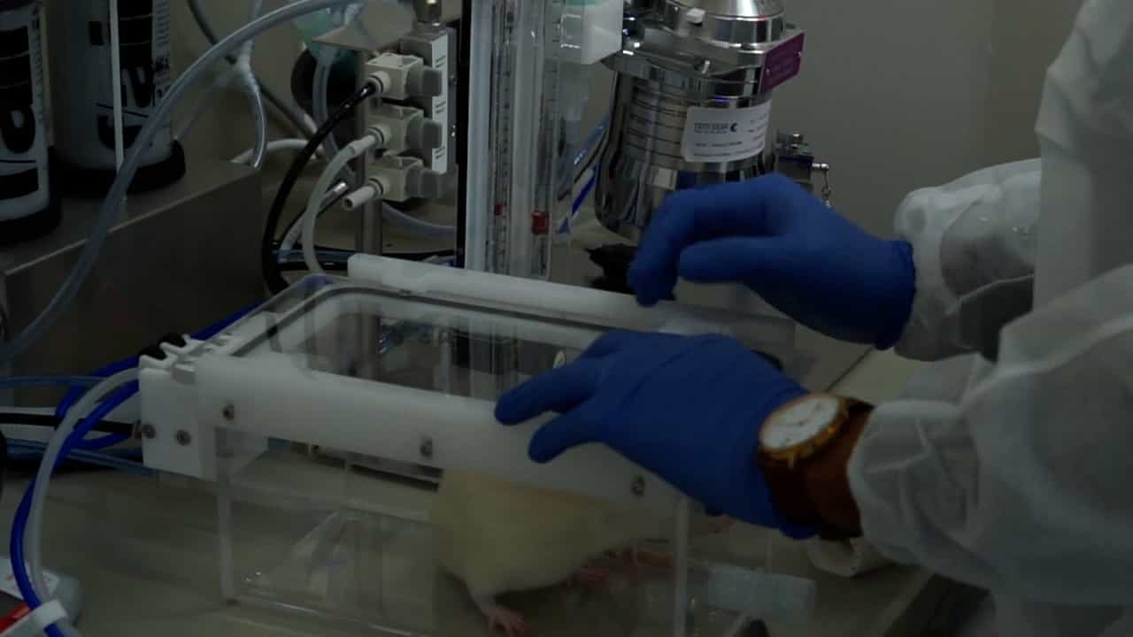 Video-Assisted Orotracheal Intubation in Rats Using a Low-Cost Smartphone-Connected Otoscope