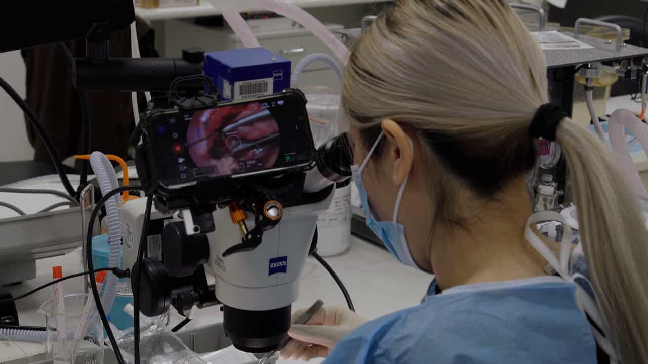 A Comprehensive Rat Model For Assessing Hepatic Transport Pathways Through Simultaneous Lymphatic And Blood Vascular Sampling
