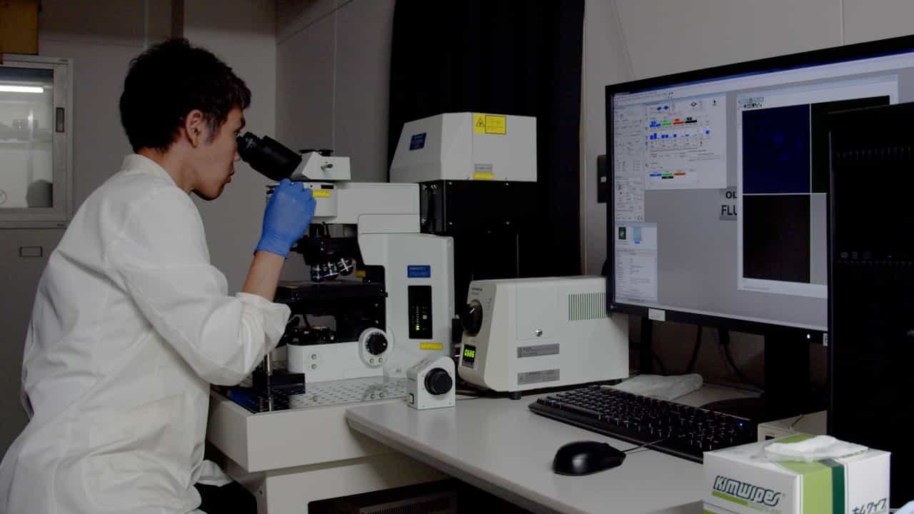 A Fluorescence-Based Method To Visualize Lipid Droplet And Organelle Dynamics During Mitosis in Hepatoma Cells