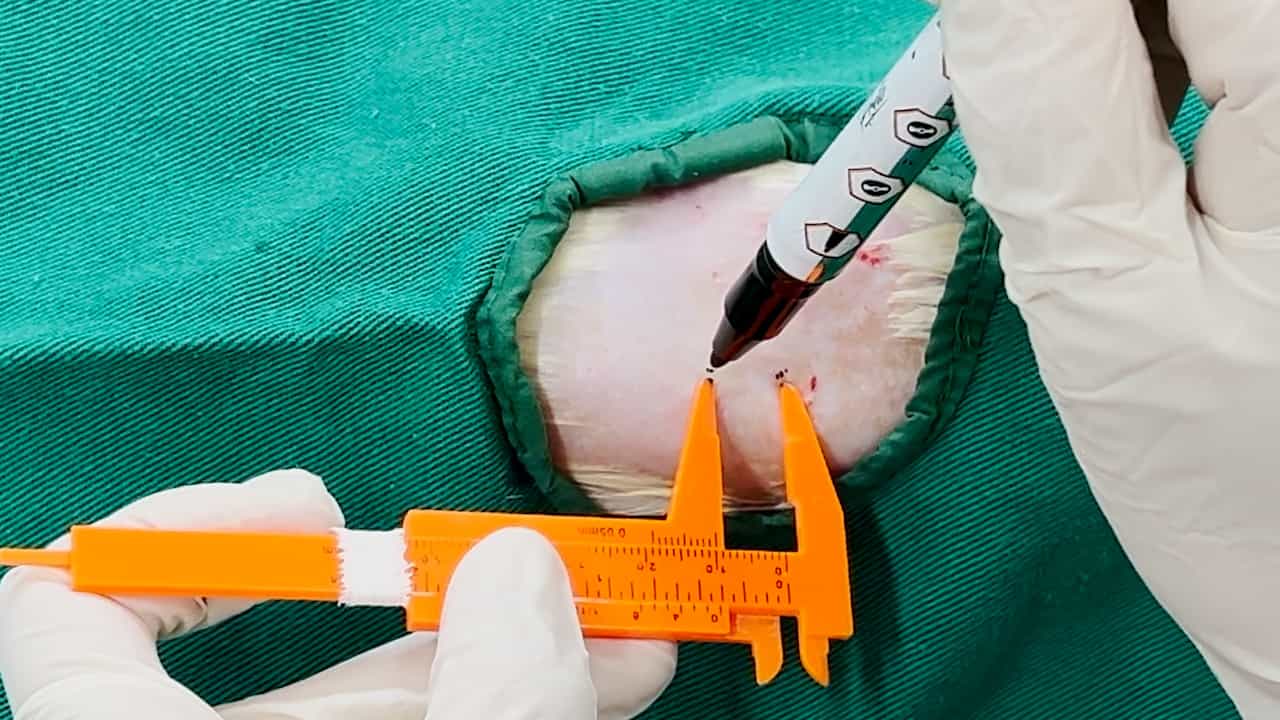 A Rat Surgical Skin Wound Model: An Approach for Wound Healing Studies and Biomaterial Evaluation