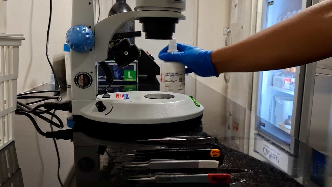 Preserving the Pineal Gland in Perinatal Mouse Brain Preparations
