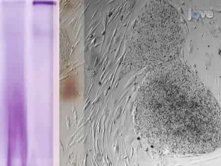 Probing for Mitochondrial Complex Activity in Human Embryonic Stem Cells