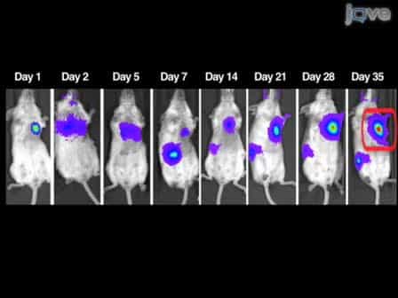 In vitro and in vivo Bioluminescence Reporter Gene Imaging of Human Embryonic Stem Cells