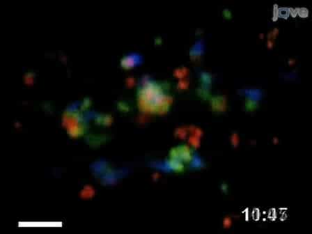 Generation of Bone Marrow Derived Murine Dendritic Cells for Use in 2-photon Imaging