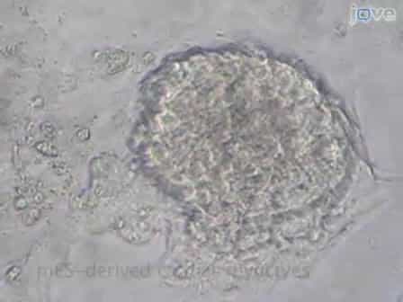 In vitro Differentiation of Mouse Embryonic Stem mES Cells Using the Hanging Drop Method