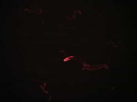 Generation of Stable Transgenic C. elegans Using Microinjection