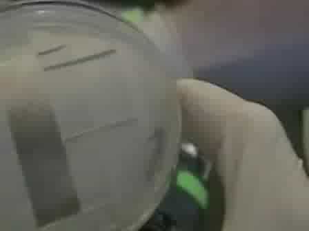 A Rapid Technique for the Visualization of Live Immobilized Yeast Cells