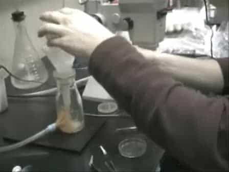 Dissection of Larval CNS in Drosophila Melanogaster
