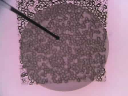 Reaggregate Thymus Cultures