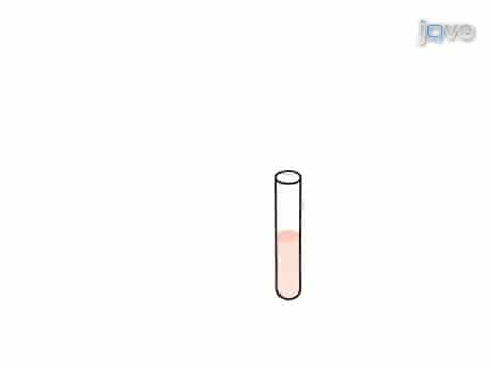 Neuronal Nuclei Isolation from Human Postmortem Brain Tissue