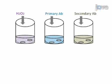 Method for Whole Mount Antibody Staining in Chick