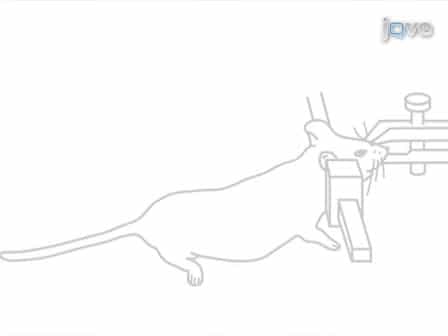 A Technique for Serial Collection of Cerebrospinal Fluid from the Cisterna Magna in Mouse