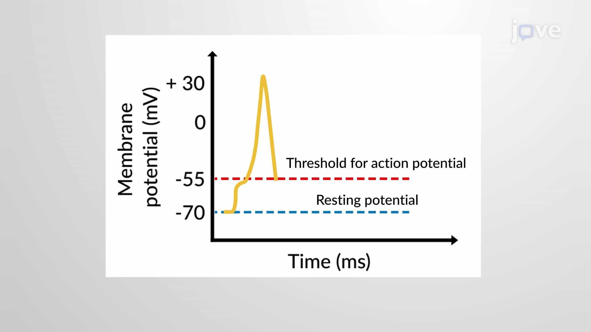 Action Potential