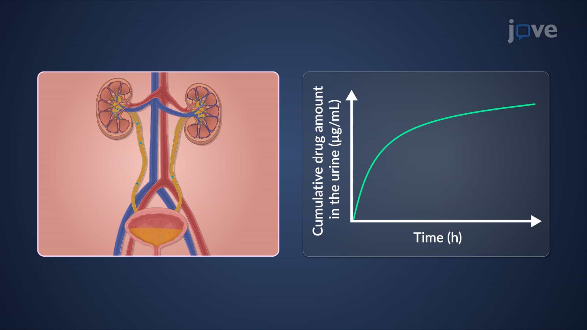 Measurement of Bioavailability: Pharmacokinetic Methods