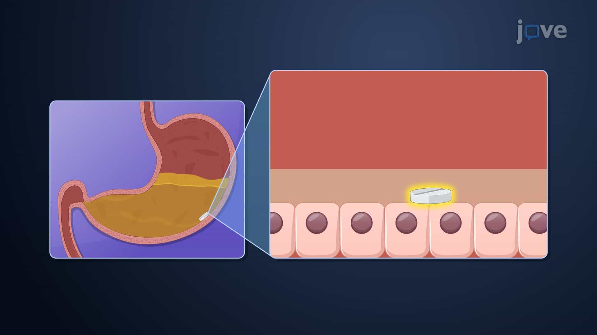 Bioavailability Enhancement: Drug Stability Enhancement and GI Retention
