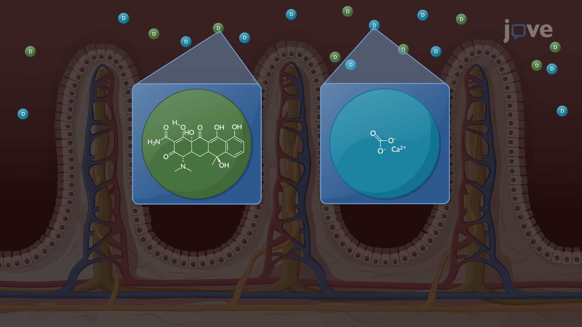 Pharmacokinetics: Drug–Drug Interactions