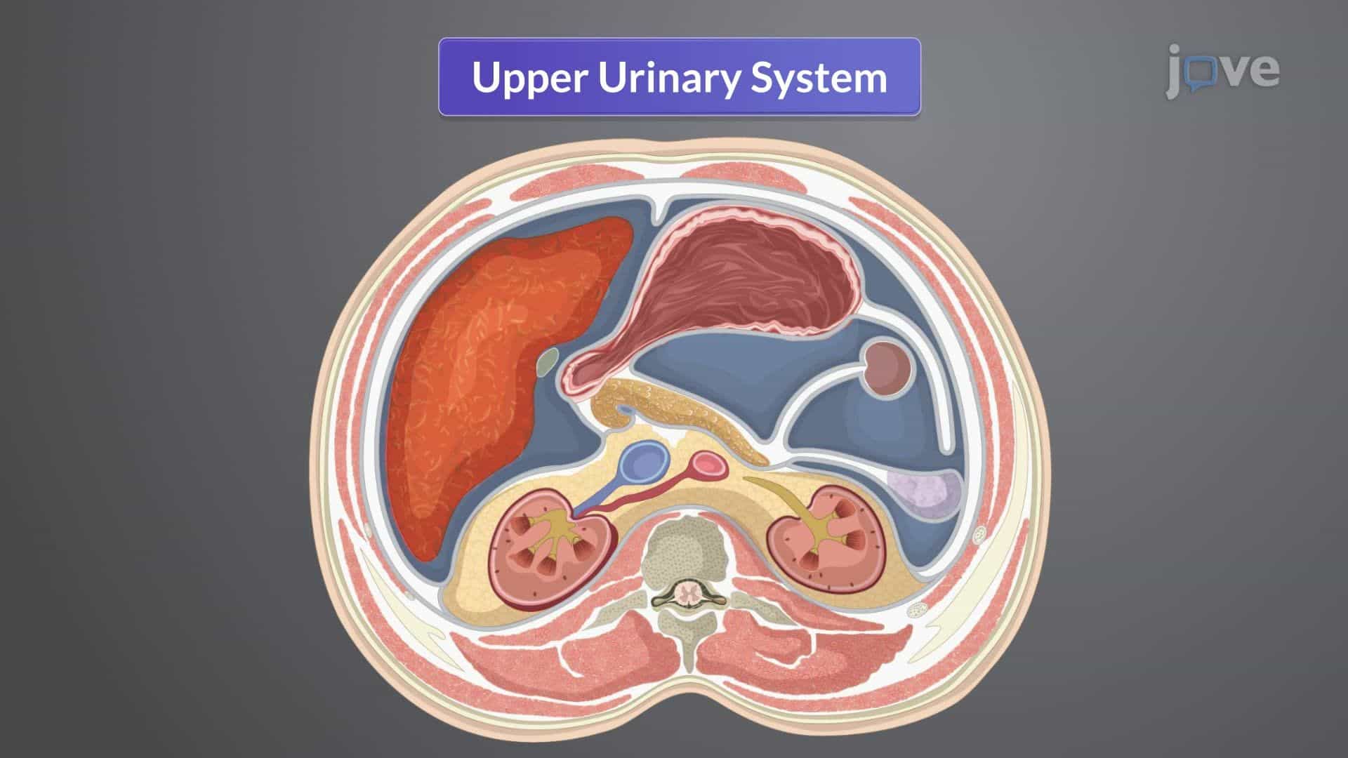 Anatomy of the Genitourinary System I: Kidneys and Ureters