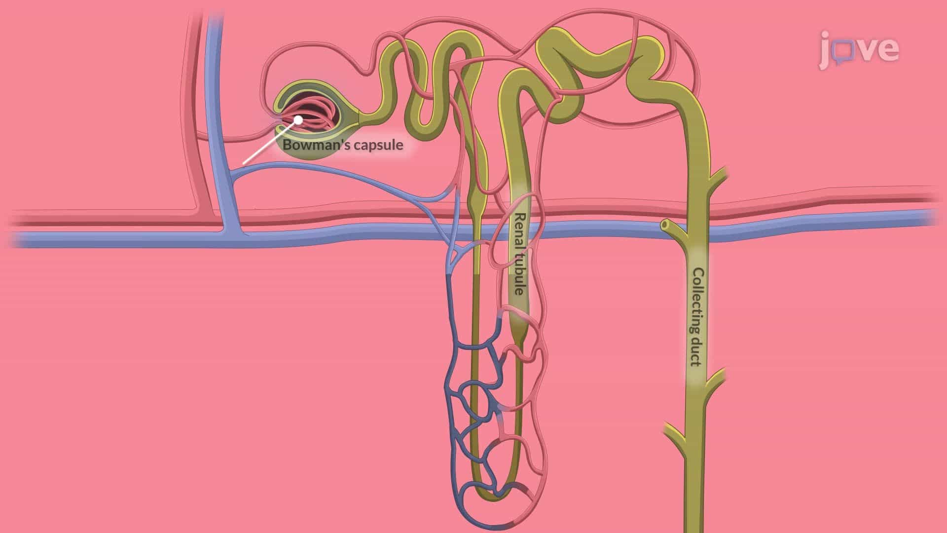 Acute Kidney Injury II: Pathophysiology
