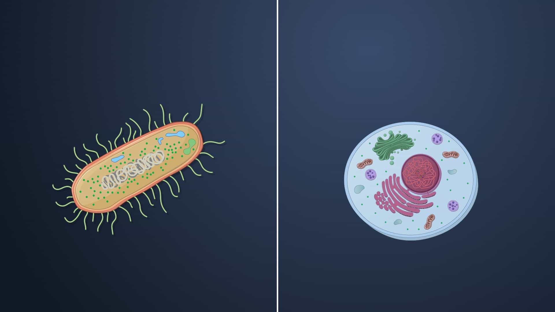 Prokaryotic vs. Eukaryotic Cells